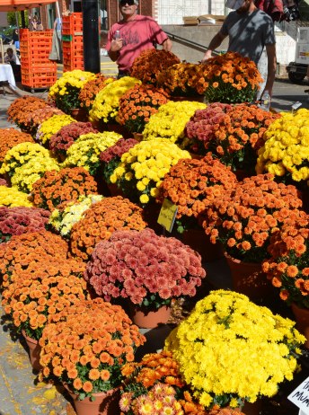 colorful mums